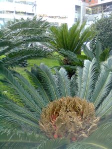 Cycad with seeds