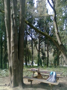 Picnic table among trees